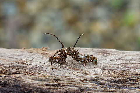 Filament bearer caterpillar from Caribbean Costa Rica (Nematocampa spec.) We saw this Geometrid caterpillar during a hike along the riverbed of the Bananito River.

I cannot identify the exact species, but it is obviously from the Nematocampa genus due to its characteristic four filaments. Caterpillar,Costa Rica,Fall,Falter,Gebiete,Geotagged,Insekt,Raupe,Schmetterling,Tiere,butterfly,mariposa
