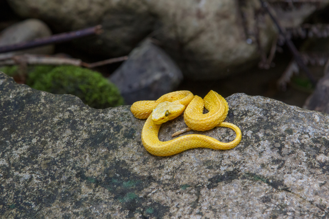 Eyelash viper (Bothriechis schlegelii) This beautiful creature was resting on a rock by the riverbed of the Bananito River, near the Selva Bananito Lodge in Caribbean Costa Rica.<br />
Since this snake is venomous, our guide wouldn't let me get any closer (very prudent, actually!), and back then I did not yet carry any tele-zoom with me… Bothriechis schlegelii,Costa Rica,Eyelash viper,Fall,Gebiete,Geotagged,Reptilien,Schlange