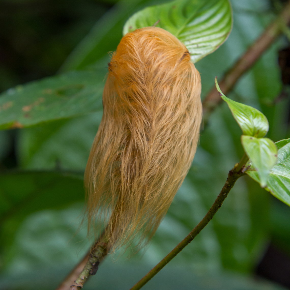 Very hairy caterpillar (Megalopyge albicollis) During a hike along the riverbed of the Bananito River in 2014 we saw this really funky looking caterpillar that looks like it&#039;s wearing a large wig. Caterpillar,Costa Rica,Fall,Falter,Gebiete,Geotagged,Insekt,Megalopyge albicollis,Raupe,Schmetterling,Tiere,butterfly,mariposa