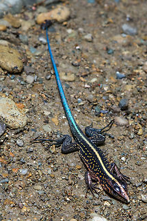 Central American whiptail (Holcosus festivus) Another beautiful animal from out hike along the Bananito River in Caribbeam Costa Rica, 2014.
Note: Listed in older literature as Ameiva festiva.

According to my field guide (Amphibians and Reptiles of Costa Rica, Federico Muñoz Chacón & Richard Dennis Johnston, 2013), this would be a juvenile specimen because of the blue tail (dark in adults).


About the family, my field guide writes:
”The Teiids are robust lizards with pointed heads and large eyes. Their heads are covered with large plates; their bodies bear much smaller scales. Costa Rican species have long bodies and long, evenly tapered, whiplike tails. They are fast, but when not in motion, habitually bask in sunny spots. Terrestrial and diurnal.”

This lizard basically checks out on all aspects described above :)
 Ameiva festiva,Central American Whiptail,Costa Rica,Eidechse,Fall,Gebiete,Geotagged,Holcosus festivus,Reptilien