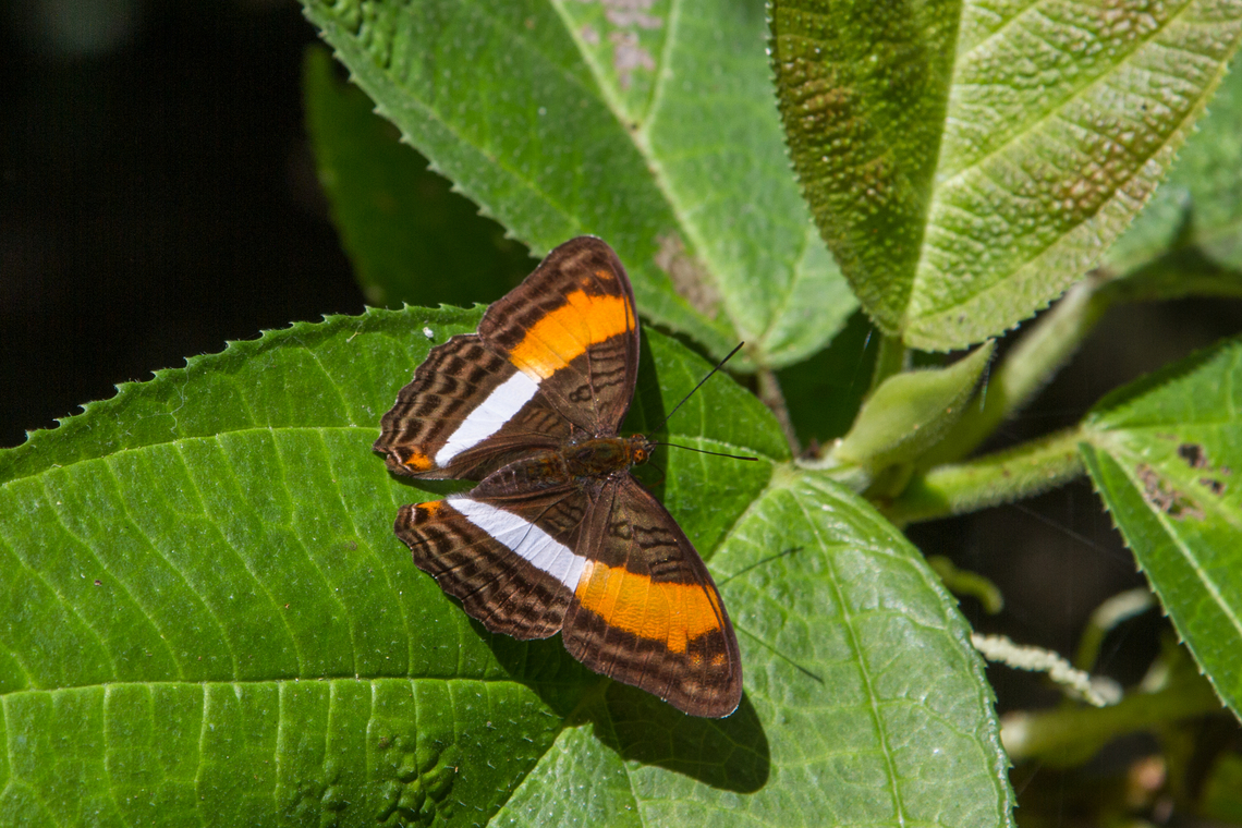 The Smooth-banded sister (Adelpha cytherea marcia) From a hike along the banks of the Bananito river in 2014.<br />
<br />
I just realised that ca 1 1/2 hours before taking this picture, I had observed a butterfly of the same species freshly emerged from its chrysalis, drying its wings. This species is listed as common, so it was probably a different individual, but who knows :)<br />
<figure class="photo"><a href="https://www.jungledragon.com/image/146029/tropical_butterfly_emerging_from_chrysalis.html" title="Tropical butterfly emerging from chrysalis"><img src="https://s3.amazonaws.com/media.jungledragon.com/images/8383/146029_thumb.jpg?AWSAccessKeyId=05GMT0V3GWVNE7GGM1R2&Expires=1770854410&Signature=jg7uQBZ7glFc2sUvIHBjoxhvhCw%3D" width="102" height="152" alt="Tropical butterfly emerging from chrysalis From the &ldquo;Selva Bananito Lodge&rdquo; in the Lim&oacute;n Province of Costa Rica, you can undertake several exciting hikes through different lowland rainforest habitats. One hike led us up the R&iacute;o Bananito - in absence of any trail literally walking in the river bed.<br />
Right beside the shore my partner (the one with the insect detecting view&hellip;) spotted this butterfly that had just emerged from its chrysalis and was drying in the mid-morning sun before spreading its wings for the first time.<br />
<br />
Based on my limited own supply of literature on neo-tropical insects and according to https://www.butterfliesofamerica.com/L/adelpha_cytherea_marcia.htm, this could be Adelpha cytherea marcia - corrections welcome! Adelpha cytherea,Costa Rica,Fall,Falter,Gebiete,Geotagged,Schmetterling,Smooth-banded sister,Tiere,butterfly,mariposa" /></a></figure> Adelpha cytherea,Costa Rica,Fall,Falter,Gebiete,Geotagged,Insekt,Schmetterling,Smooth-banded sister,Tiere,butterfly,mariposa