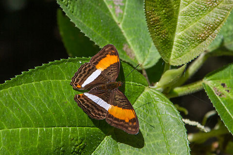 The Smooth-banded sister (Adelpha cytherea marcia) From a hike along the banks of the Bananito river in 2014.
I just realised that ca 1 1/2 hours before taking this picture, I had observed a butterfly of the same species freshly emerged from its chrysalis, drying its wings. This species is listed as common, so it was probably a different individual, but who knows :)
https://www.jungledragon.com/image/146029/tropical_butterfly_emerging_from_chrysalis.html Adelpha cytherea,Costa Rica,Fall,Falter,Gebiete,Geotagged,Insekt,Schmetterling,Smooth-banded sister,Tiere,butterfly,mariposa