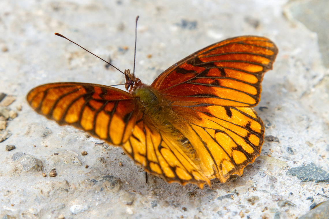 Mexican silverspot (Dione moneta poeyii) Basking in the sun right outside the Savegre Mountain Lodge in San Gerardo the Dota. And my field guide (Butterflies, Moths and Other Invertebrates of Costa Rica, Carrlo L. Henderson, 2010) features a picture from the same location and judging the underground, might even be from the same driveway :) Costa Rica,Dione moneta,Fall,Falter,Gebiete,Geotagged,Insekt,Mexican silverspot,Schmetterling,Tiere,butterfly,mariposa