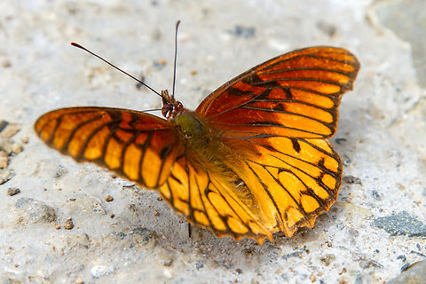 Mexican silverspot (Dione moneta poeyii) Basking in the sun right outside the Savegre Mountain Lodge in San Gerardo the Dota. And my field guide (Butterflies, Moths and Other Invertebrates of Costa Rica, Carrlo L. Henderson, 2010) features a picture from the same location and judging the underground, might even be from the same driveway :) Costa Rica,Dione moneta,Fall,Falter,Gebiete,Geotagged,Insekt,Mexican silverspot,Schmetterling,Tiere,butterfly,mariposa