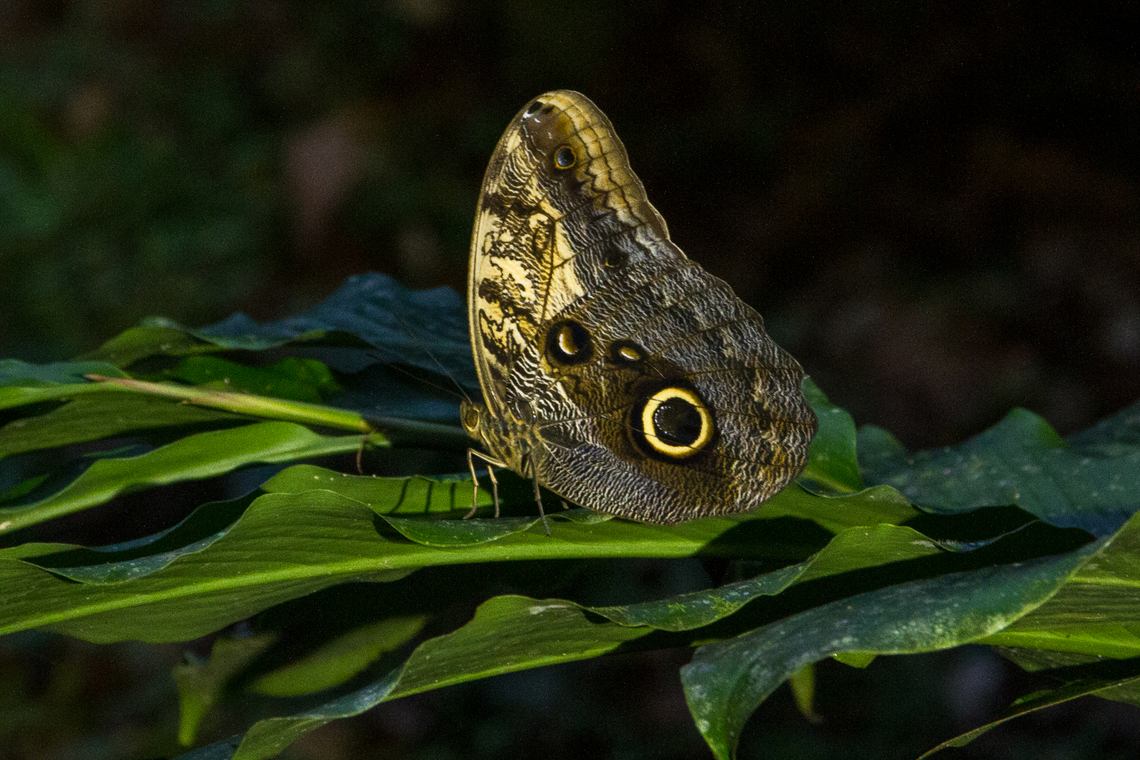 The giant owl (Caligo telamonius memnon) Apart from the iconic Morpho butterflies, the butterflies of the Caligo family are among the most well-known insects from Costa Rica. Called Owl butterflies in English, their German name translates to Banana butterflies.<br />
This one was sitting right outside our hut in the Selva Bananito Lodge. Caligo telamonius memnon,Costa Rica,Fall,Falter,Gebiete,Geotagged,Giant owl,Insekt,Schmetterling,Tiere,butterfly,mariposa