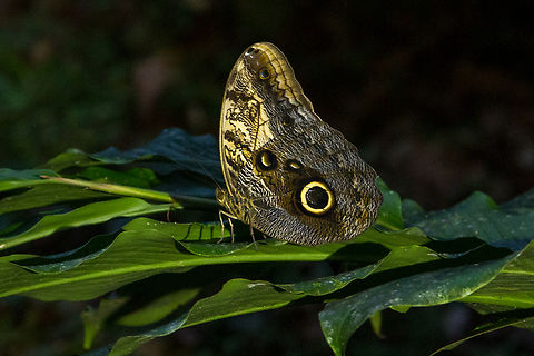 The giant owl (Caligo telamonius memnon) Apart from the iconic Morpho butterflies, the butterflies of the Caligo family are among the most well-known insects from Costa Rica. Called Owl butterflies in English, their German name translates to Banana butterflies.
This one was sitting right outside our hut in the Selva Bananito Lodge. Caligo telamonius memnon,Costa Rica,Fall,Falter,Gebiete,Geotagged,Giant owl,Insekt,Schmetterling,Tiere,butterfly,mariposa