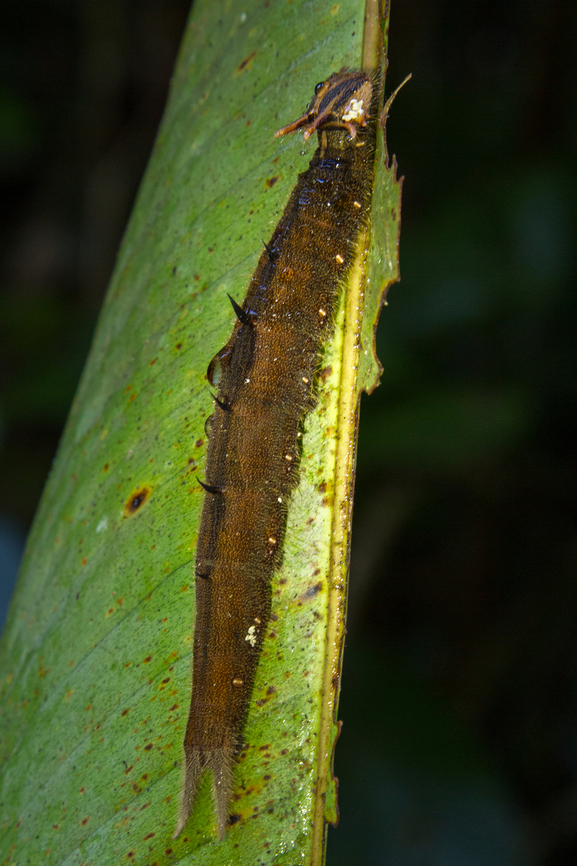 Caterpillar of an Owl butterfly (Caligo spec.) Spotted during a hike among the Bananito River. It&#039;s certainly a Caligo (Owl butterfly) caterpillar, but I&#039;m not sure about the species. Caterpillar,Costa Rica,Fall,Falter,Gebiete,Geotagged,Insekt,Raupe,Schmetterling,Tiere,butterfly,mariposa