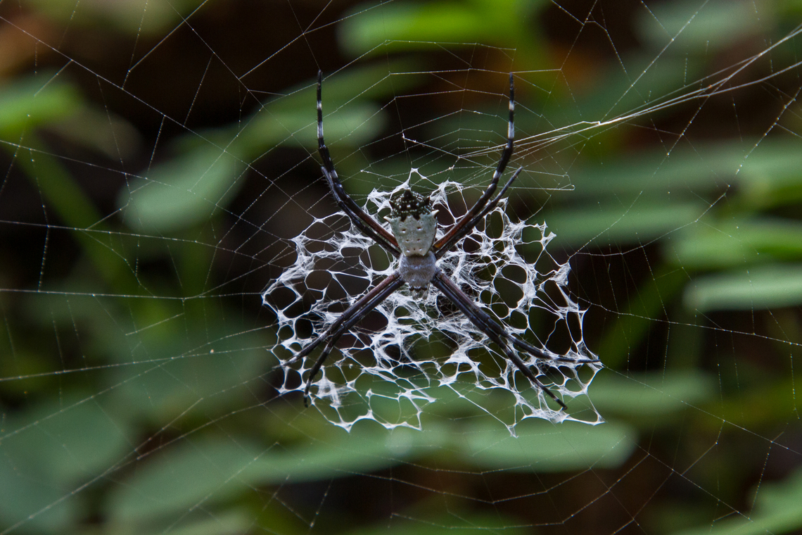 Silver Garden Orbweaver (Argiope argentata) From the Selva Bananito Lodge, Costa Rica 2014. Argiope argentata,Costa Rica,Fall,Gebiete,Geotagged,Silver Garden Orbweaver,Spinne,Tiere,araña,spider