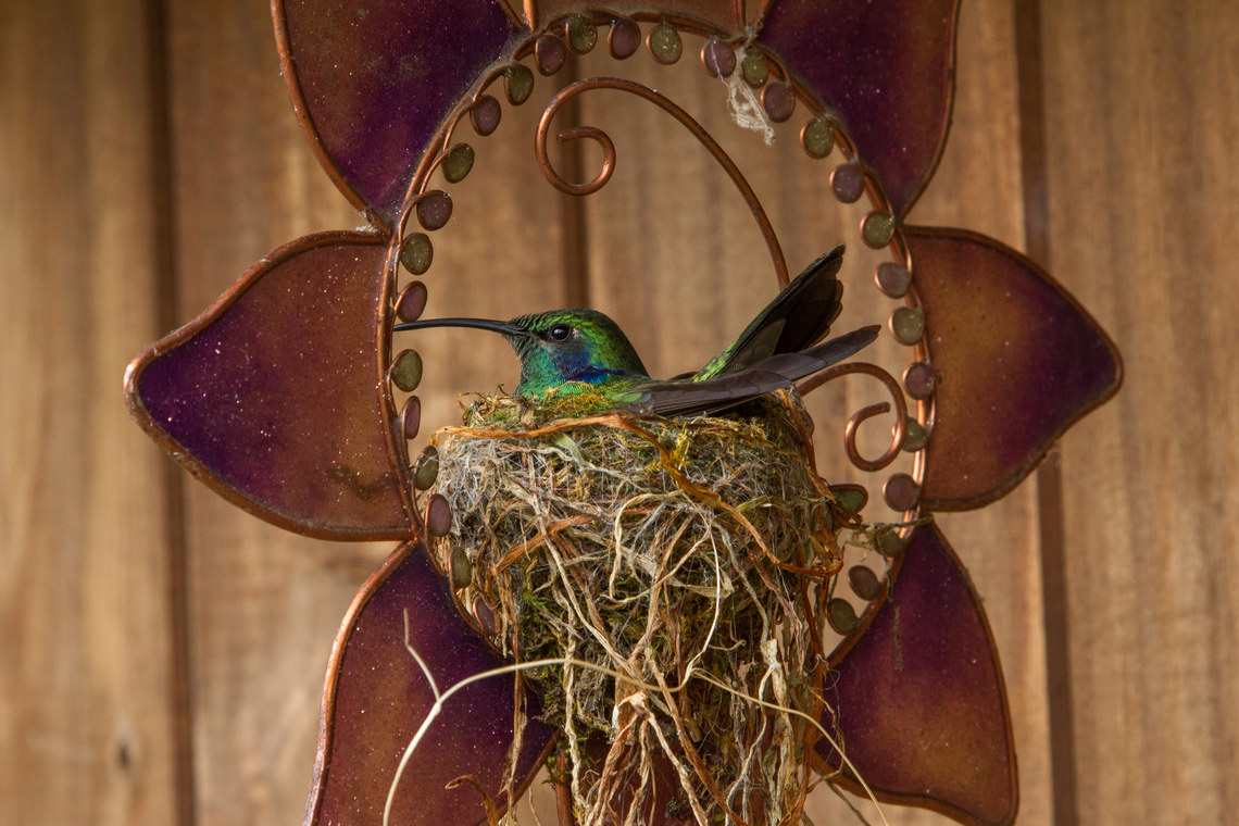 Nesting Lesser violetear (Colibri cyanotus) From the Savegre Hotel in San Gerardo de Dota in Costa Rica. Back then, I did not yet have any tele-zoom lens, so the number of hummingbird pictures I took was disappointingly small (although we saw lots of them!).<br />
<br />
However, this bold fellow had chosen to build its nest inside a metallic ornament that decorated one of the wooden cabañas of the hotel. And I patiently edged closer and closer until I was able snap this picture without disturbing the bird in its task of hatching out the next generation. Bird,Colibri cyanotus,Costa Rica,Fall,Gebiete,Geotagged,Kolibri,Lesser violetear,Tiere,Vogel,hummingbird,pajaro