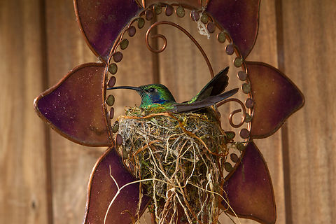 Nesting Lesser violetear (Colibri cyanotus) From the Savegre Hotel in San Gerardo de Dota in Costa Rica. Back then, I did not yet have any tele-zoom lens, so the number of hummingbird pictures I took was disappointingly small (although we saw lots of them!).

However, this bold fellow had chosen to build its nest inside a metallic ornament that decorated one of the wooden cabañas of the hotel. And I patiently edged closer and closer until I was able snap this picture without disturbing the bird in its task of hatching out the next generation. Bird,Colibri cyanotus,Costa Rica,Fall,Gebiete,Geotagged,Kolibri,Lesser violetear,Tiere,Vogel,hummingbird,pajaro