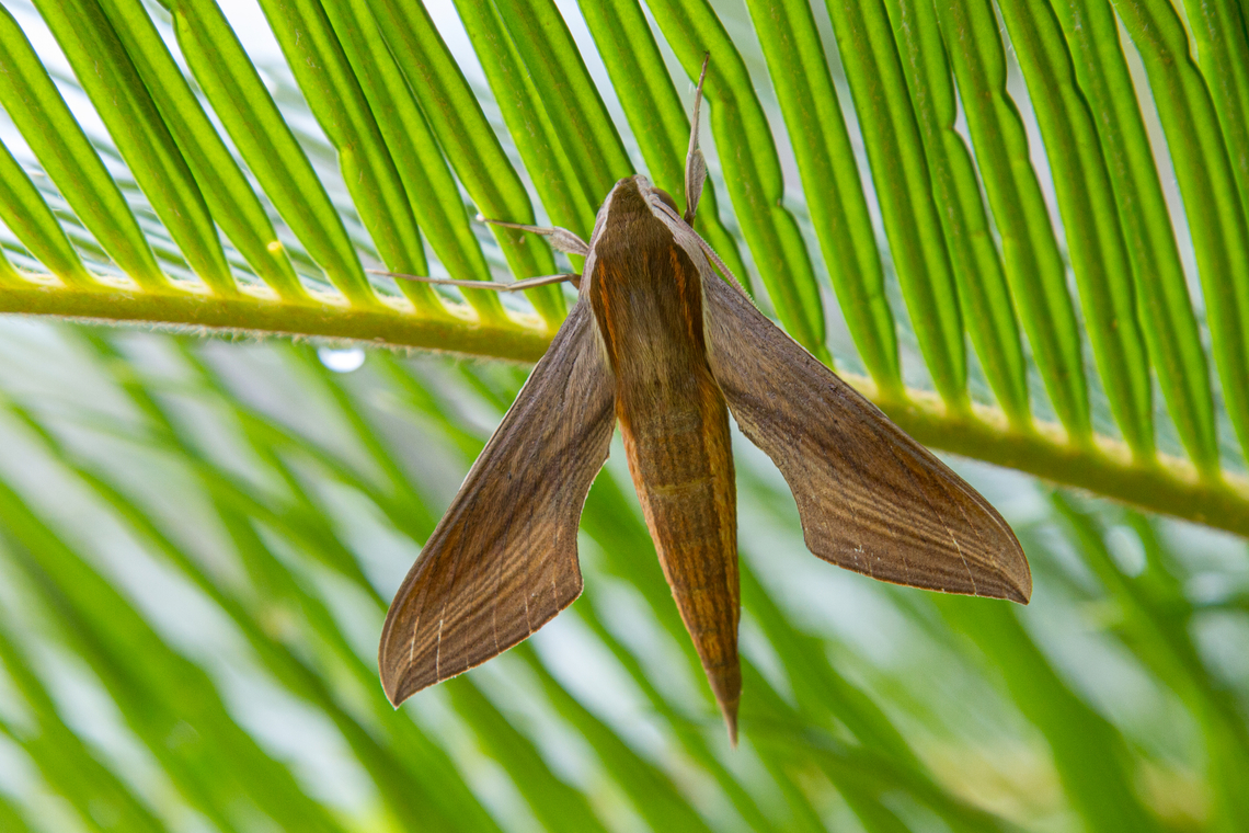 Tersa Sphinx moth (Xylophanes tersa) Seen in the garden of a cafe on the coastal road between Quepos and Uvita in Costa Rica.<br />
<br />
I love the &ldquo;aerodynamic&rdquo; appearance of this butterfly. Costa Rica,Fall,Falter,Gebiete,Geotagged,Insekt,Schmetterling,Tersa Sphinx,Tiere,Xylophanes tersa,butterfly,mariposa