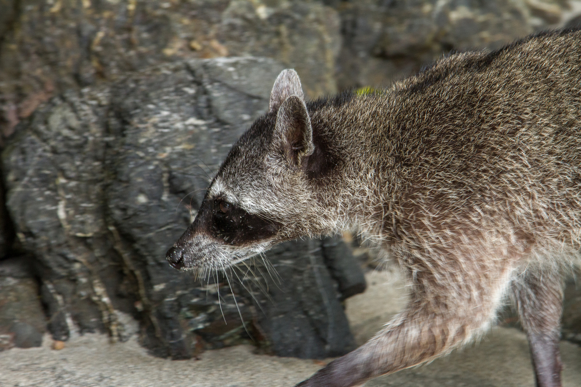 Prowling raccoon The beaches of Manuel Antonio National Park in Costa Rica are stunningly beautiful - and very much visited by tourists and locals every day.<br />
This raccoon was prowling the beach, searching for anything edible that had either been dropped by a visitor or not firmly stored away. It was very obviously used to human presence. Common Raccoon,Costa Rica,Fall,Gebiete,Geotagged,Procyon lotor,Säugetier
