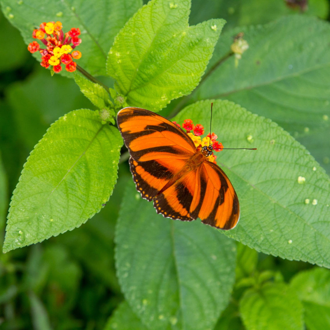 Banded Orange Heliconian (Dryadula phaetusa) This Heliconius butterfly was sitting on a flowering plant just outside the entrance of the &quot;M&iacute;stico Arenal Hanging Bridges&rdquo; in Costa Rica. Banded Orange Heliconian,Costa Rica,Dryadula phaetusa,Fall,Falter,Gebiete,Geotagged,Hochzeit,Insekt,Schmetterling,Tiere,butterfly,mariposa