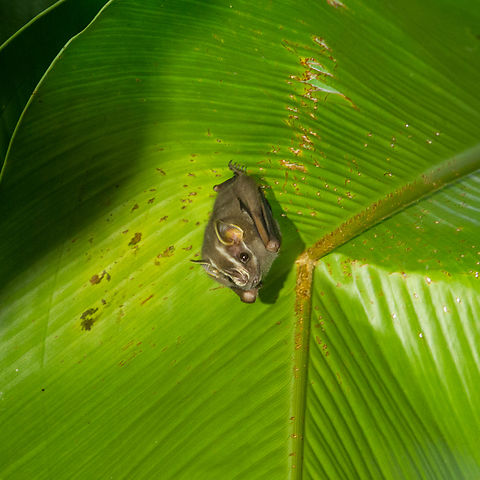 The Tent-making bat (Uroderma bilobatum) Always a pleasure to spot a large palm leaf that has this characteristic, tell-tale crease and then to carefully look underneath…
In this case, in the gardens of the Selva Bananito lodge, only one bat remained - it is not uncommon to find a whole bunch of them hanging in their “tent”. Costa Rica,Fall,Fledermaus,Gebiete,Geotagged,Säugetier,Tent-making bat,Uroderma bilobatum
