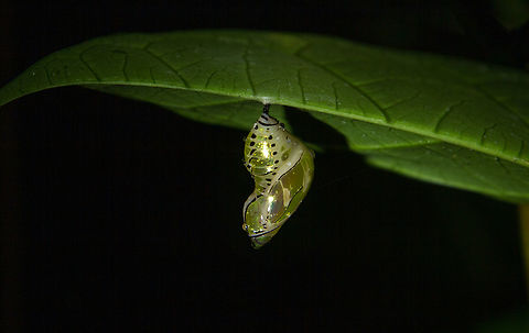 Golden chrysalis exposed by flashlight Every day during our trip through Costa Rica, we particularly enjoyed being out and about at night ”armed” with a flashlight. The “back yard” of the Casa Luna hotel near the Arenal Volcano gave access to small bushy patch of vegetation, through which a small stream passed. Not the most spectacular location, so close to civilization - but still teeming with life.
This chrysalis caught our eye because of its beauty and its metallic shimmer that makes it look almost golden. Costa Rica,Fall,Falter,Gebiete,Geotagged,Puppe,Schmetterling,Tiere,butterfly,mariposa