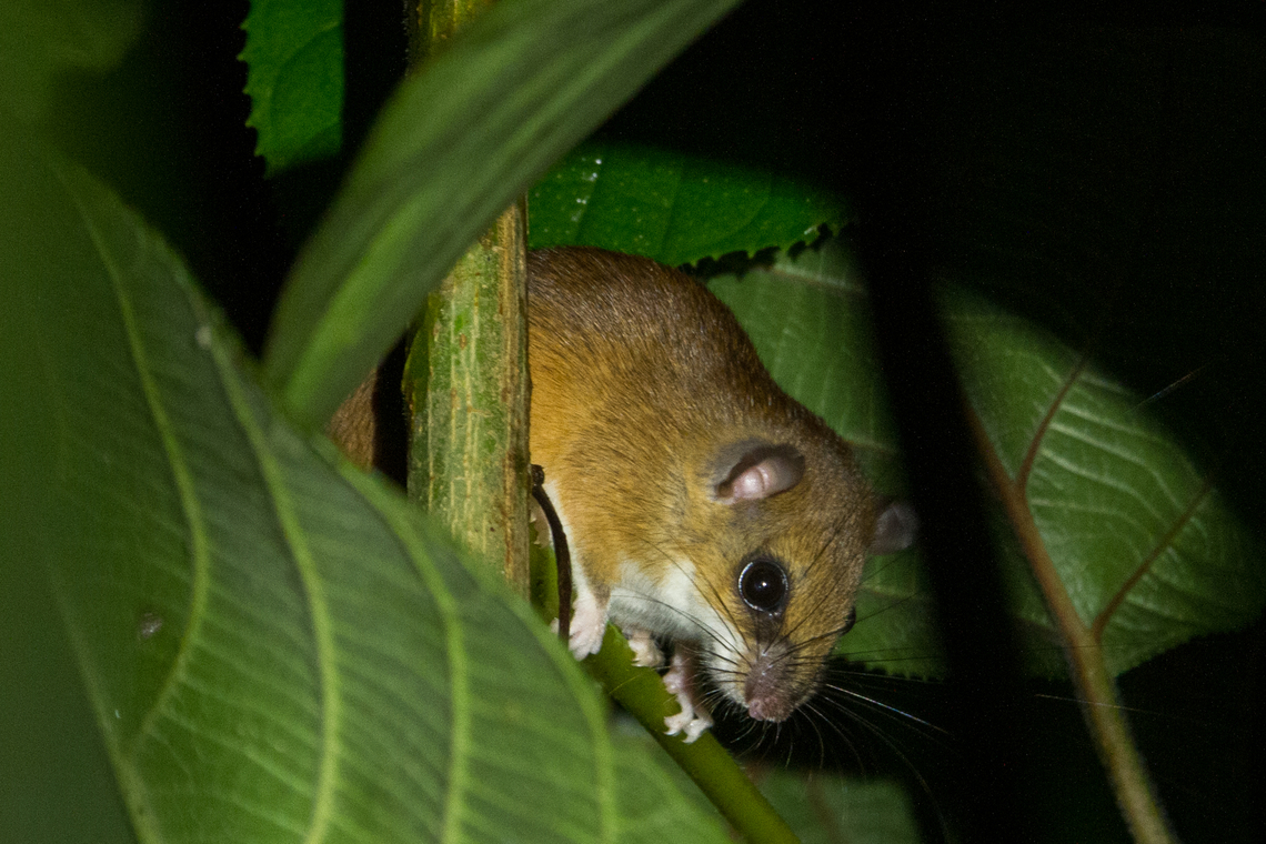 The Sumichrasts vesper rat (Nyctomys sumichrasti) A completely random (but lucky) night encounter, just outside the gardens of the Casa Luna hotel near Arenal Volcano.<br />
<br />
I'm pretty sure about the identification, quoting my field guide (The Wildlife of Costa Rica: a field guide; Fiona A. Reid et al.; 2010):<br />
”24cm. Small, stocky. Short nose; large eyes; dark mask. Upperparts orange; belly white; tail long and hairy, with a pronounced tuft at tip”<br />
and Wikipedia adds<br />
"The eyes are relatively large, and surrounded by a narrow ring of black hair, while the whiskers are long and the ears small."<br />
<br />
The long tail, albeit without the tip that would show the tuft at the tip, can be seen in this picture:<br />
<figure class="photo"><a href="https://www.jungledragon.com/image/156743/the_sumichrasts_vesper_rat_nyctomys_sumichrasti_seen_from_below.html" title="The Sumichrasts vesper rat (Nyctomys sumichrasti), seen from below"><img src="https://s3.amazonaws.com/media.jungledragon.com/images/8383/156743_thumb.jpg?AWSAccessKeyId=05GMT0V3GWVNE7GGM1R2&Expires=1759968010&Signature=Lv1crqOQUklzaV1%2FleZx9FuAZ%2BQ%3D" width="200" height="134" alt="The Sumichrasts vesper rat (Nyctomys sumichrasti), seen from below See https://www.jungledragon.com/image/156742/nyctomys_sumichrasti.html for more details. Costa Rica,Fall,Gebiete,Geotagged,Nagetier,Nyctomys sumichrasti,Sumichrasts vesper rat,Säugetier" /></a></figure> Costa Rica,Fall,Gebiete,Geotagged,Nagetier,Nyctomys sumichrasti,Sumichrasts vesper rat,Säugetier