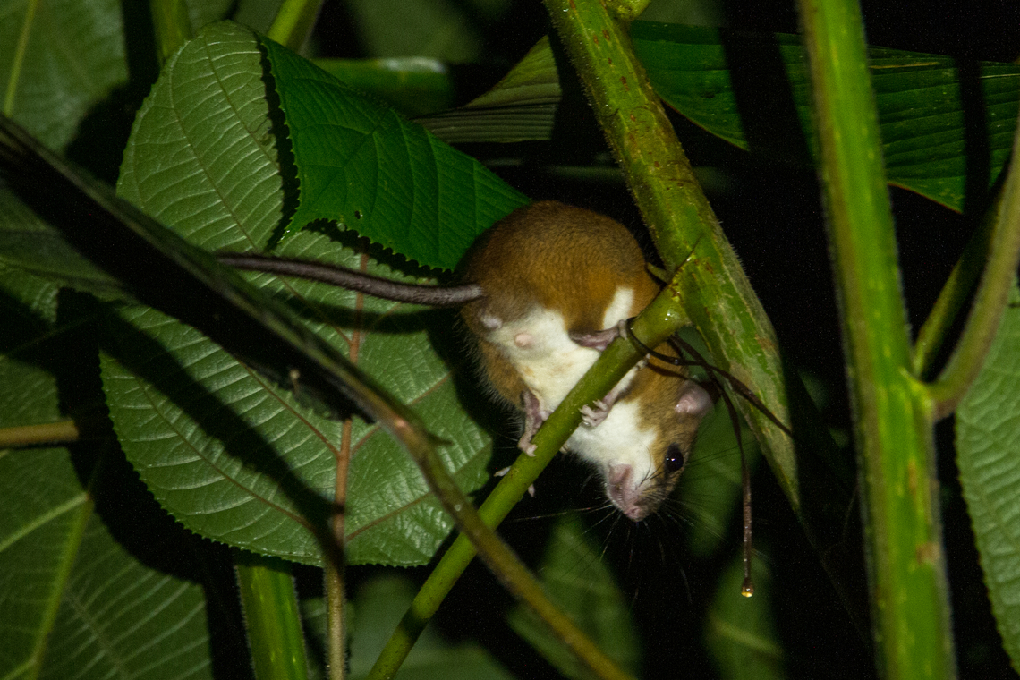 The Sumichrasts vesper rat (Nyctomys sumichrasti), seen from below See <figure class="photo"><a href="https://www.jungledragon.com/image/156742/the_sumichrasts_vesper_rat_nyctomys_sumichrasti.html" title="The Sumichrasts vesper rat (Nyctomys sumichrasti)"><img src="https://s3.amazonaws.com/media.jungledragon.com/images/8383/156742_thumb.jpg?AWSAccessKeyId=05GMT0V3GWVNE7GGM1R2&Expires=1767225610&Signature=KaDO7UF%2FtsjmoITV%2FHxjnUPN3iM%3D" width="200" height="134" alt="The Sumichrasts vesper rat (Nyctomys sumichrasti) A completely random (but lucky) night encounter, just outside the gardens of the Casa Luna hotel near Arenal Volcano.<br />
<br />
I&#039;m pretty sure about the identification, quoting my field guide (The Wildlife of Costa Rica: a field guide; Fiona A. Reid et al.; 2010):<br />
&rdquo;24cm. Small, stocky. Short nose; large eyes; dark mask. Upperparts orange; belly white; tail long and hairy, with a pronounced tuft at tip&rdquo;<br />
and Wikipedia adds<br />
&quot;The eyes are relatively large, and surrounded by a narrow ring of black hair, while the whiskers are long and the ears small.&quot;<br />
<br />
The long tail, albeit without the tip that would show the tuft at the tip, can be seen in this picture:<br />
https://www.jungledragon.com/image/156743/nyctomys_sumichrasti.html Costa Rica,Fall,Gebiete,Geotagged,Nagetier,Nyctomys sumichrasti,Sumichrasts vesper rat,S&auml;ugetier" /></a></figure> for more details. Costa Rica,Fall,Gebiete,Geotagged,Nagetier,Nyctomys sumichrasti,Sumichrasts vesper rat,Säugetier