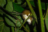 The Sumichrasts vesper rat (Nyctomys sumichrasti), seen from below See https://www.jungledragon.com/image/156742/nyctomys_sumichrasti.html for more details. Costa Rica,Fall,Gebiete,Geotagged,Nagetier,Nyctomys sumichrasti,Sumichrasts vesper rat,Säugetier