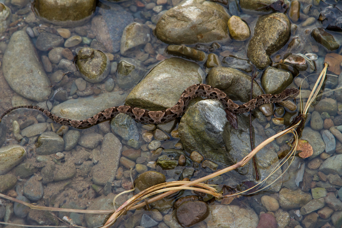 Fer-de-lance (Bothrops asper) Well, a visit to Costa Rica would hardly be complete without encountering at least one Fer-de-lance.<br />
We encountered this snake in the late afternoon in the outskirts of the “Selva Bananito Lodge”.<br />
<br />
A closer view of the head can be seen here:<br />
<figure class="photo"><a href="https://www.jungledragon.com/image/156868/fer-de-lance_detail_bothrops_asper.html" title="Fer-de-lance detail (Bothrops asper)"><img src="https://s3.amazonaws.com/media.jungledragon.com/images/8383/156868_thumb.jpg?AWSAccessKeyId=05GMT0V3GWVNE7GGM1R2&Expires=1759968010&Signature=uH6hflAoRNVeI6PPic0jBcAJchQ%3D" width="200" height="134" alt="Fer-de-lance detail (Bothrops asper) Closer view of<br />
https://www.jungledragon.com/image/156867/bothrops_asper.html Bothrops asper,Costa Rica,Fall,Fer-de-lance,Gebiete,Geotagged,Reptilien,Schlange" /></a></figure> Bothrops asper,Costa Rica,Fall,Fer-de-lance,Geotagged,Reptilien,Schlange