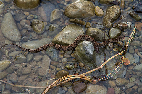Fer-de-lance (Bothrops asper) Well, a visit to Costa Rica would hardly be complete without encountering at least one Fer-de-lance.
We encountered this snake in the late afternoon in the outskirts of the “Selva Bananito Lodge”.

A closer view of the head can be seen here:
https://www.jungledragon.com/image/156868/bothrops_asper_detail.html Bothrops asper,Costa Rica,Fall,Fer-de-lance,Geotagged,Reptilien,Schlange