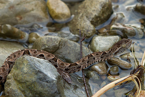 Fer-de-lance detail (Bothrops asper) Closer view of
https://www.jungledragon.com/image/156867/bothrops_asper.html Bothrops asper,Costa Rica,Fall,Fer-de-lance,Gebiete,Geotagged,Reptilien,Schlange