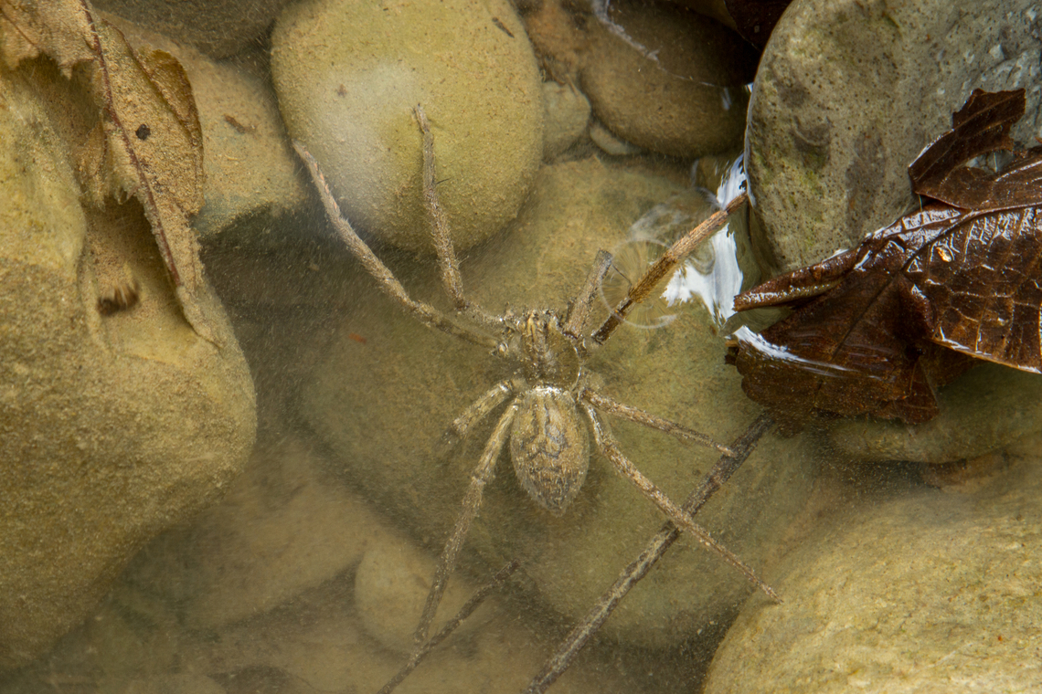 Aquatic tropical spider Sitting in wait in a still water pocket of the Bananito river in Costa Rica. Probably very hard to identify. Maybe from the Ancylometes genus? Costa Rica,Fall,Gebiete,Geotagged,Spinne,Tiere,araña,spider