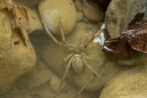 Aquatic tropical spider Sitting in wait in a still water pocket of the Bananito river in Costa Rica. Probably very hard to identify. Maybe from the Ancylometes genus? Costa Rica,Fall,Gebiete,Geotagged,Spinne,Tiere,ara&ntilde;a,spider