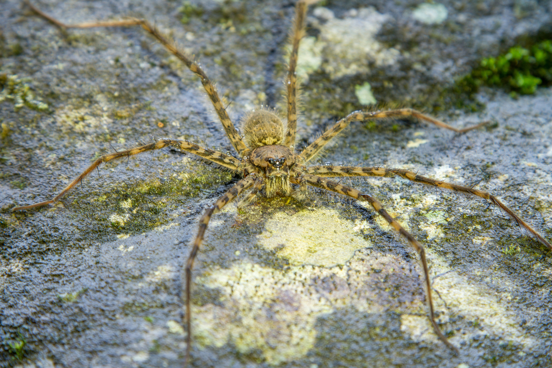 Large spider, Costa Rica Sitting on a rock in the river bed of the Bananito river. It is apparently missing one leg. Costa Rica,Fall,Gebiete,Geotagged,Spinne,Tiere,araña,spider