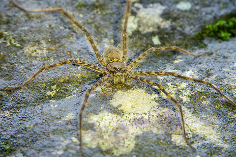 Large spider, Costa Rica Sitting on a rock in the river bed of the Bananito river. It is apparently missing one leg. Costa Rica,Fall,Gebiete,Geotagged,Spinne,Tiere,ara&ntilde;a,spider
