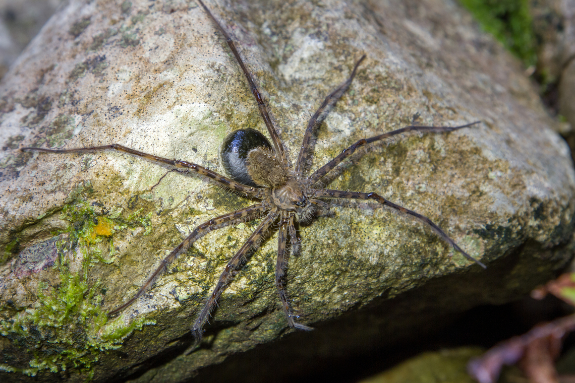 Large spider, Costa Rica Sitting on a rock in the river bed of the Bananito river.<br />
<br />
The legs look similar to the spider I had seen ca half an hour earlier, but the abdomen is different:<br />
<a href="https://www.jungledragon.com/image/156870" rel="nofollow">https://www.jungledragon.com/image/156870</a><br />
Costa Rica,Fall,Gebiete,Geotagged,Spinne,Tiere,araña,spider
