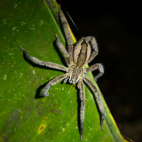 Wolf spider (?), Costa Rica Found at night sitting on a large banana leaf, in the area of Selva Bananito lodge. Costa Rica,Fall,Gebiete,Geotagged,Nacht,Spinne,Tiere,araña,spider