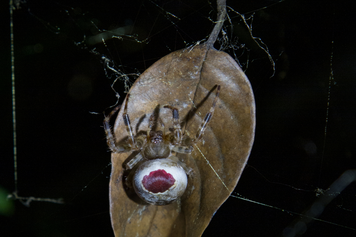Spider with conspicuous opisthosoma Found at night in the area of Selva Bananito lodge. Costa Rica,Fall,Gebiete,Geotagged,Nacht,Spinne,Tiere,araña,spider