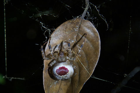 Spider with conspicuous opisthosoma Found at night in the area of Selva Bananito lodge. Costa Rica,Fall,Gebiete,Geotagged,Nacht,Spinne,Tiere,ara&ntilde;a,spider