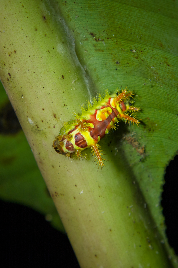 Colourful caterpillar, Costa Rica Found during a night walk in the area around Casa Luna hotel near the Arenal Volcano.<br />
<br />
Acharia genus? Caterpillar,Costa Rica,Fall,Falter,Gebiete,Geotagged,Insekt,Nacht,Raupe,Schmetterling,Tiere,butterfly,mariposa