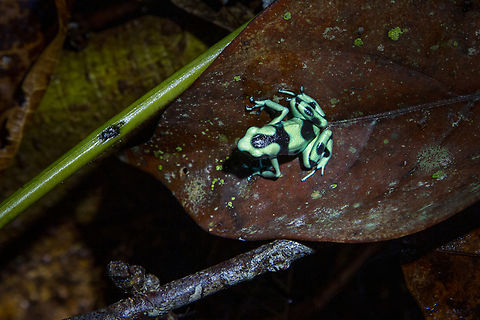 Green and black poison dart frog (Dendrobates auratus) From a hike along R&iacute;o Bananito, on a crest in the forest - one of the most iconic species of poison dart frogs that can be found in this region. 

Actually, this was just a few paces away from where we saw the strawberry poison dart frog, another iconic species. All in all, the "Adventure waterfall tour" in the Selva Bananito Lodge was a deeply rewarding one.
https://www.jungledragon.com/image/146033/strawberry_poison-dart_frog_oophaga_pumilio.html Amphibien,Costa Rica,Dendrobates auratus,Fall,Frosch,Gebiete,Geotagged,Green-and-black poison dart frog,Tiere