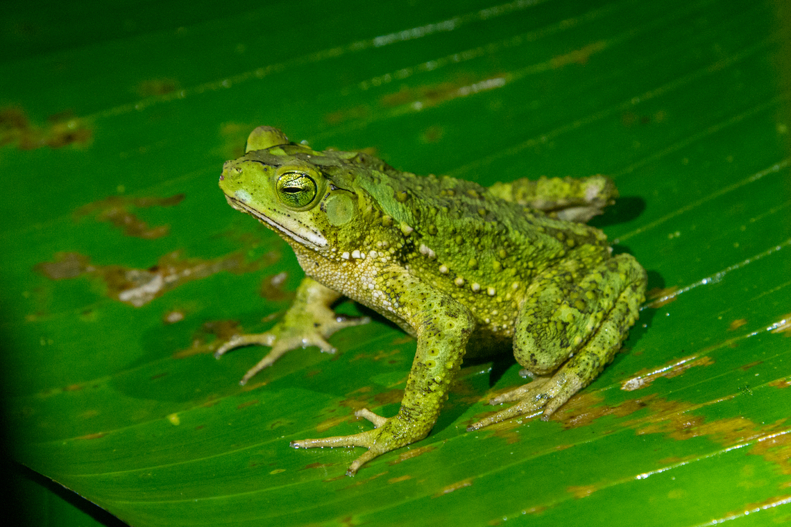 Evergreen Toad (Incilius coniferus) Found in the gardens of the Esquinas Rainforest Lodge in the Golfo Dulce Region of Costa Rica during a night walk.<br />
<br />
In some literature it is also called Green Climbing Toad in English. Amphibien,Costa Rica,Evergreen toad,Fall,Gebiete,Geotagged,Incilius coniferus,Kröte,Nacht