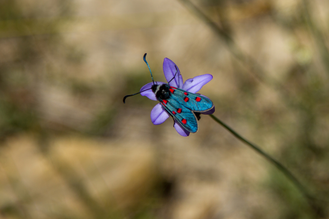 Zygaena lavandulae Near A&iacute;nsa in Northern Spain.<br />
Seeing (central European) Zygaenidae always gives me a feeling of summer. Falter,Geotagged,Insekt,Schmetterling,Spain,Spanien,Spring,Tiere,Zygaena lavandulae,butterfly,mariposa
