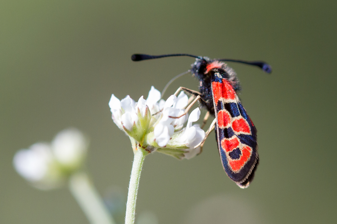 Chalk Burnet (Zygaena fausta) Near A&iacute;nsa in Northern Spain. Chalk Burnet,Falter,Geotagged,Insekt,Schmetterling,Spain,Spanien,Spring,Tiere,Zygaena fausta,butterfly,mariposa
