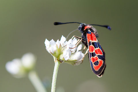 Chalk Burnet (Zygaena fausta) Near A&iacute;nsa in Northern Spain. Chalk Burnet,Falter,Geotagged,Insekt,Schmetterling,Spain,Spanien,Spring,Tiere,Zygaena fausta,butterfly,mariposa