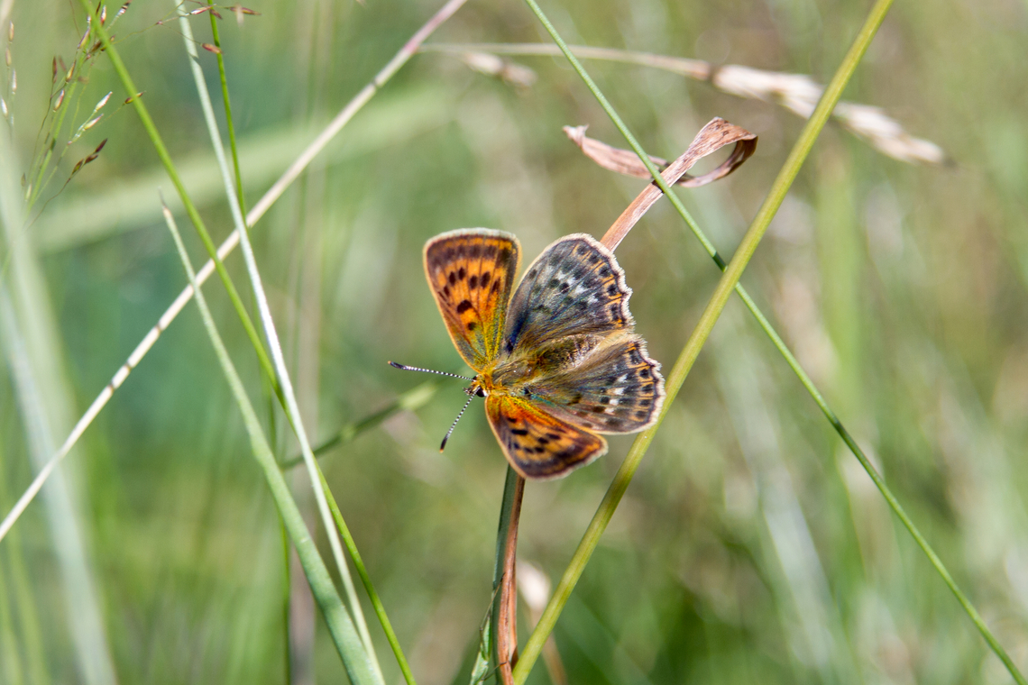 Scarce copper (Lycaena virgaureae) ♀ From beautiful Valais in Switzerland, a female Scarce copper.<br />
The German name is "Dukaten-Feuerfalter" - the fire in its name probably comes from the very brightly orange coloured males. Falter,Geotagged,Insekt,Lycaena virgaureae,Scarce copper,Schmetterling,Schweiz,Summer,Switzerland,Tiere,butterfly,mariposa