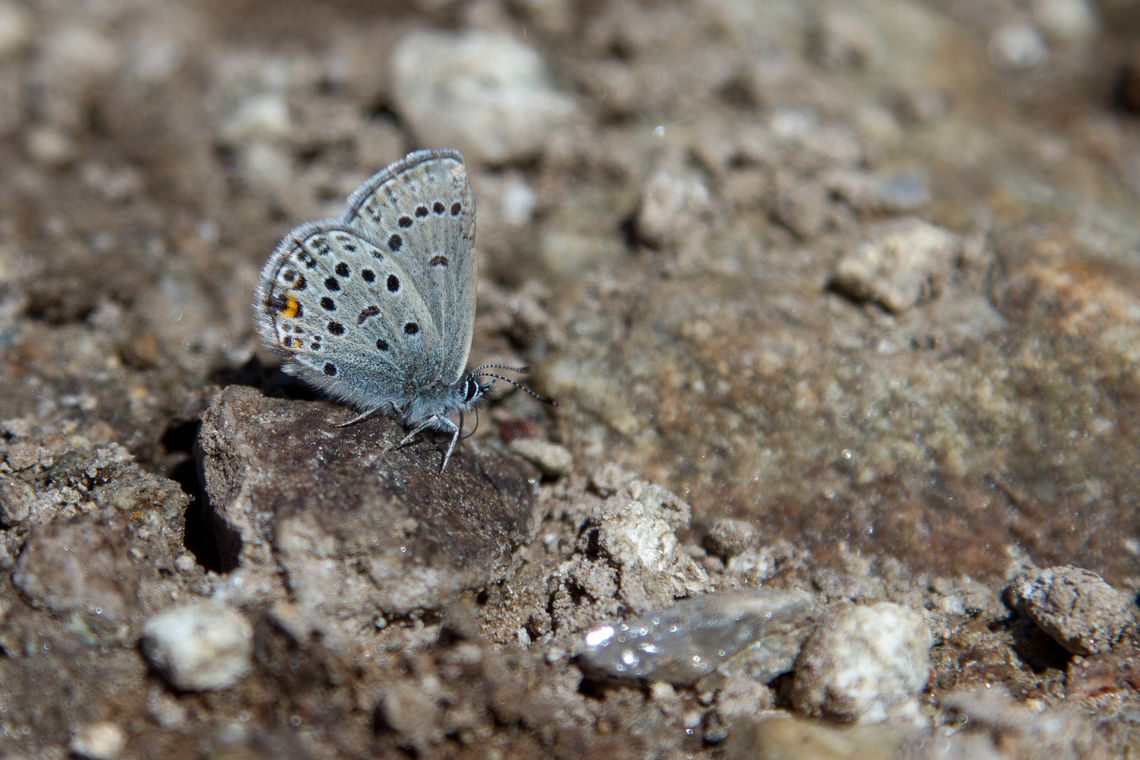 Cranberry blue (Agriades optilete) A butterfly that can be found in many regions - but which is locally rather scarce and hard to encounter.<br />
<br />
Note: formerly known as Plebejus optilete Agriades optilete,Cranberry Blue,Cranberry blue,Falter,Geotagged,Insekt,Plebejus optilete,Schmetterling,Schweiz,Summer,Switzerland,Tiere,butterfly,mariposa
