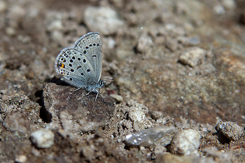 Cranberry blue (Agriades optilete) A butterfly that can be found in many regions - but which is locally rather scarce and hard to encounter.

Note: formerly known as Plebejus optilete Agriades optilete,Cranberry Blue,Cranberry blue,Falter,Geotagged,Insekt,Plebejus optilete,Schmetterling,Schweiz,Summer,Switzerland,Tiere,butterfly,mariposa