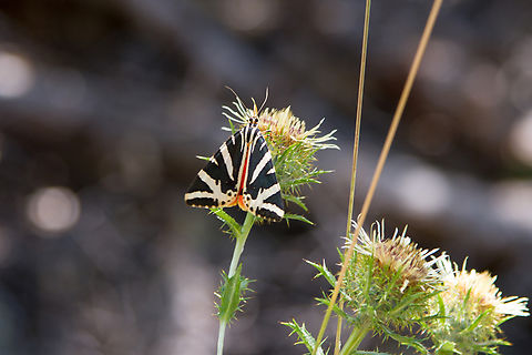 Jersey tiger / Spanish Flag (Euplagia quadripunctaria) A diurnal moth.
In German, the trivial name also translates to "Spanish flag", but its alternative name "Russischer Bär" means "Russian Bear" (Bear in this case referring to a member of the Arctiinae family). Euplagia quadripunctaria,Falter,Geotagged,Insekt,Jersey tiger,Schmetterling,Schweiz,Summer,Switzerland,Tiere,butterfly,mariposa