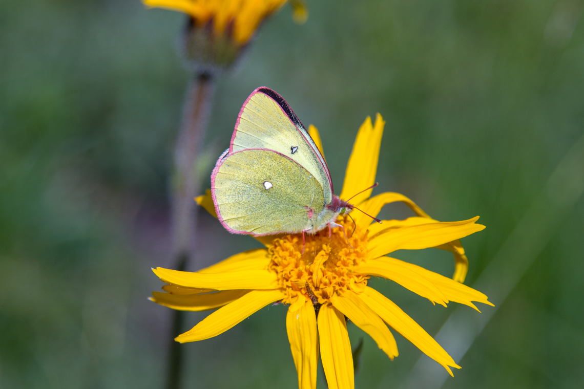 Moorland clouded yellow (Colias palaeno) As the &quot;moorland&quot; in its name indicates (very similar in German, &quot;Hochmoorgelbling&quot;), this butterfly prefers wetlands, scrubby open areas, forest meadows.<br />
Quoting Wikipedia: &ldquo; In the southern areas of its range it is a high alpine species reaching an elevation over 1,500 metres&rdquo;. We spotted this individual in Valais, Switzerland, at a little less than 2000m. Colias palaeno,Falter,Geotagged,Insekt,Moorland clouded yellow,Schmetterling,Schweiz,Summer,Switzerland,Tiere,butterfly,mariposa