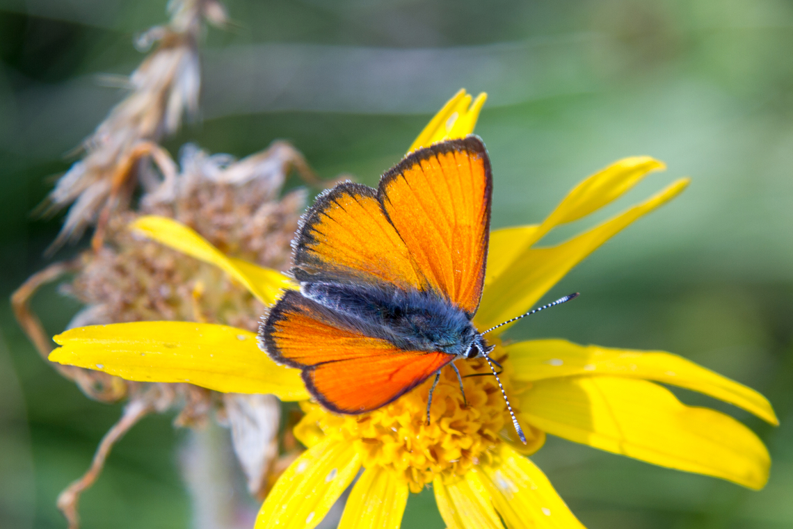 Purple-edged copper (Lycaena hippothoe ssp. eurydame) ♂ This Purple-edged copper can be further identified to the sub-species level (present in the Alps, the males lacking the typical purple shimmer on the upper side).<br />
The species is often considered a valuable bio-indicator for intact meadows. Falter,Geotagged,Insekt,Lycaena hippothoe,Purple-edged copper,Schmetterling,Schweiz,Summer,Switzerland,Tiere,butterfly,mariposa