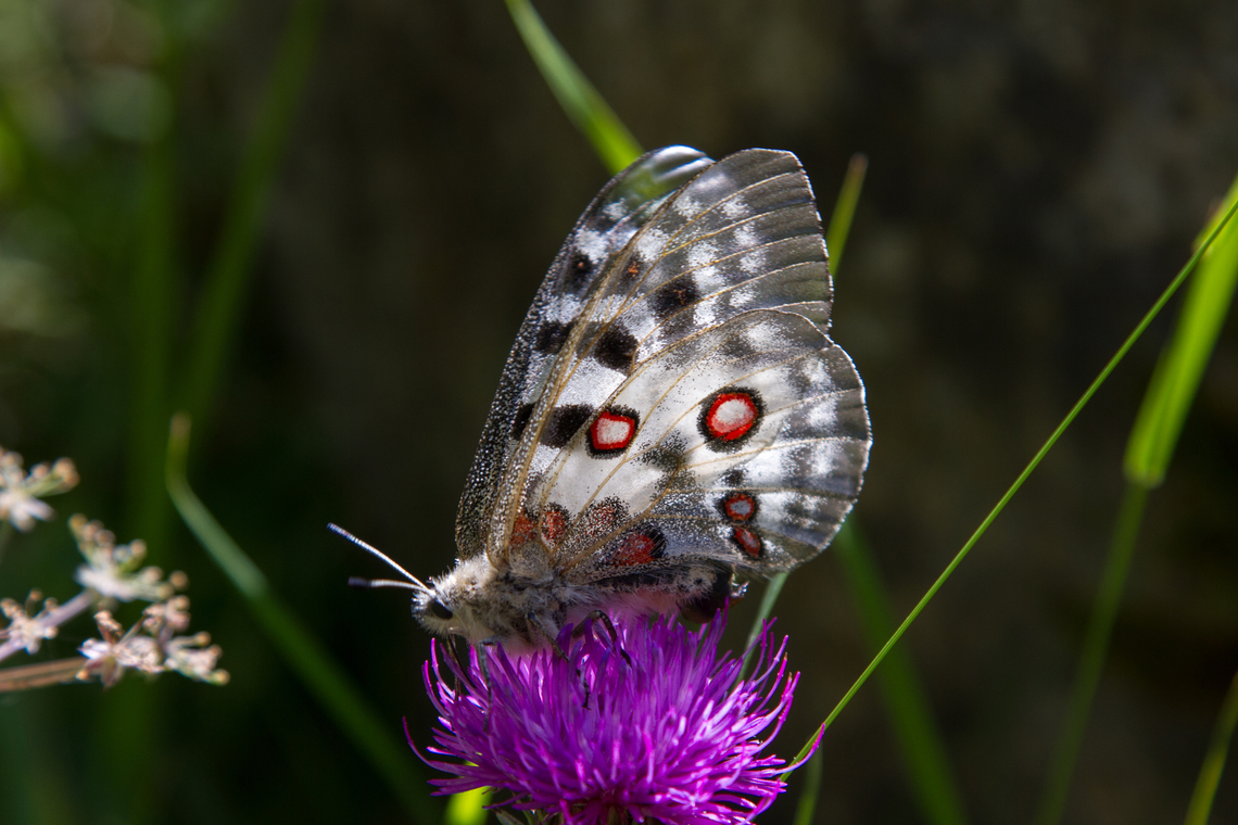 Apollo butterfly (Parnassius apollo) Well, what can one say - next to the the Swallowtail it&#039;s probably the most iconic butterfly of the Alps. Always a special joy to see them. Apollo,Falter,Geotagged,Insekt,Parnassius apollo,Schmetterling,Schweiz,Summer,Switzerland,Tiere,butterfly,mariposa