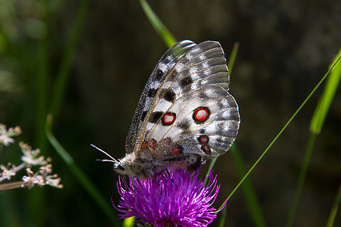 Apollo butterfly (Parnassius apollo) Well, what can one say - next to the the Swallowtail it's probably the most iconic butterfly of the Alps. Always a special joy to see them. Apollo,Falter,Geotagged,Insekt,Parnassius apollo,Schmetterling,Schweiz,Summer,Switzerland,Tiere,butterfly,mariposa