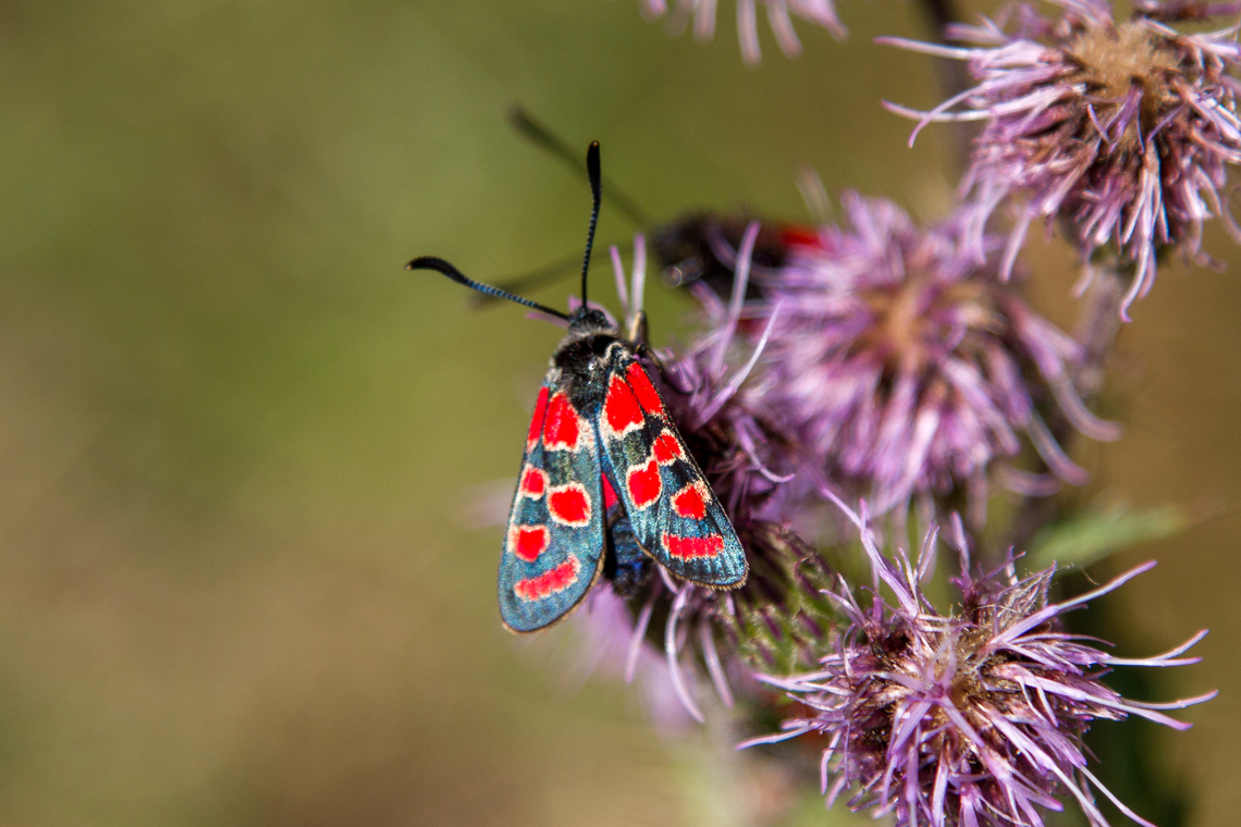 Zygaena carniolica Another butterfly from the Zygaenidae family that always gives me an association of summer. Depending on the altitude, it can be encountered between June and end of August. The individual adults only have a life expectancy of about two weeks. Falter,Geotagged,Insekt,Schmetterling,Schweiz,Summer,Switzerland,Tiere,Zygaena carniolica,butterfly,mariposa