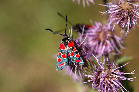 Zygaena carniolica Another butterfly from the Zygaenidae family that always gives me an association of summer. Depending on the altitude, it can be encountered between June and end of August. The individual adults only have a life expectancy of about two weeks. Falter,Geotagged,Insekt,Schmetterling,Schweiz,Summer,Switzerland,Tiere,Zygaena carniolica,butterfly,mariposa