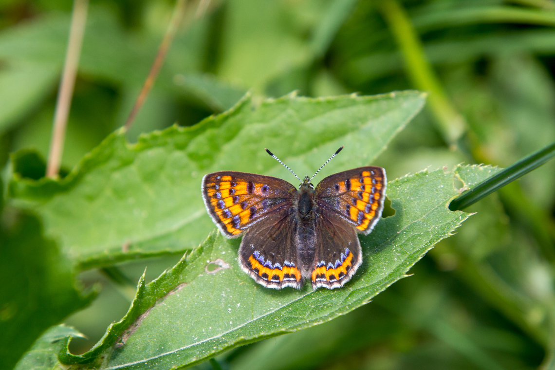 Violet copper (Lycanea helle) ♀ This butterfly can be encountered in several parts of Europe, but mostly in isolated, local populations. In Germany it is very rare and can be found only in a very limited set of habitats.<br />
(Note: I have slightly altered the geo-location to a city not far from the actual site for safety reasons.) Deutschland,Falter,Geotagged,Germany,Insekt,Lycaena helle,Lycanea helle,Schmetterling,Spring,Tiere,butterfly,mariposa